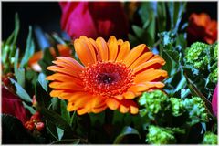 GELIEBTE GERBERA