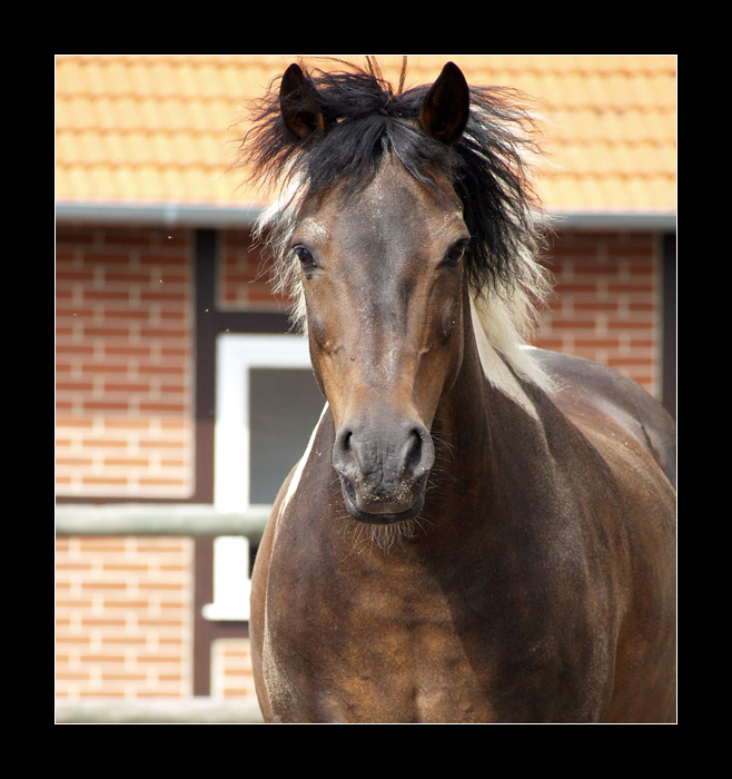 Geliebte kleine Zicke...