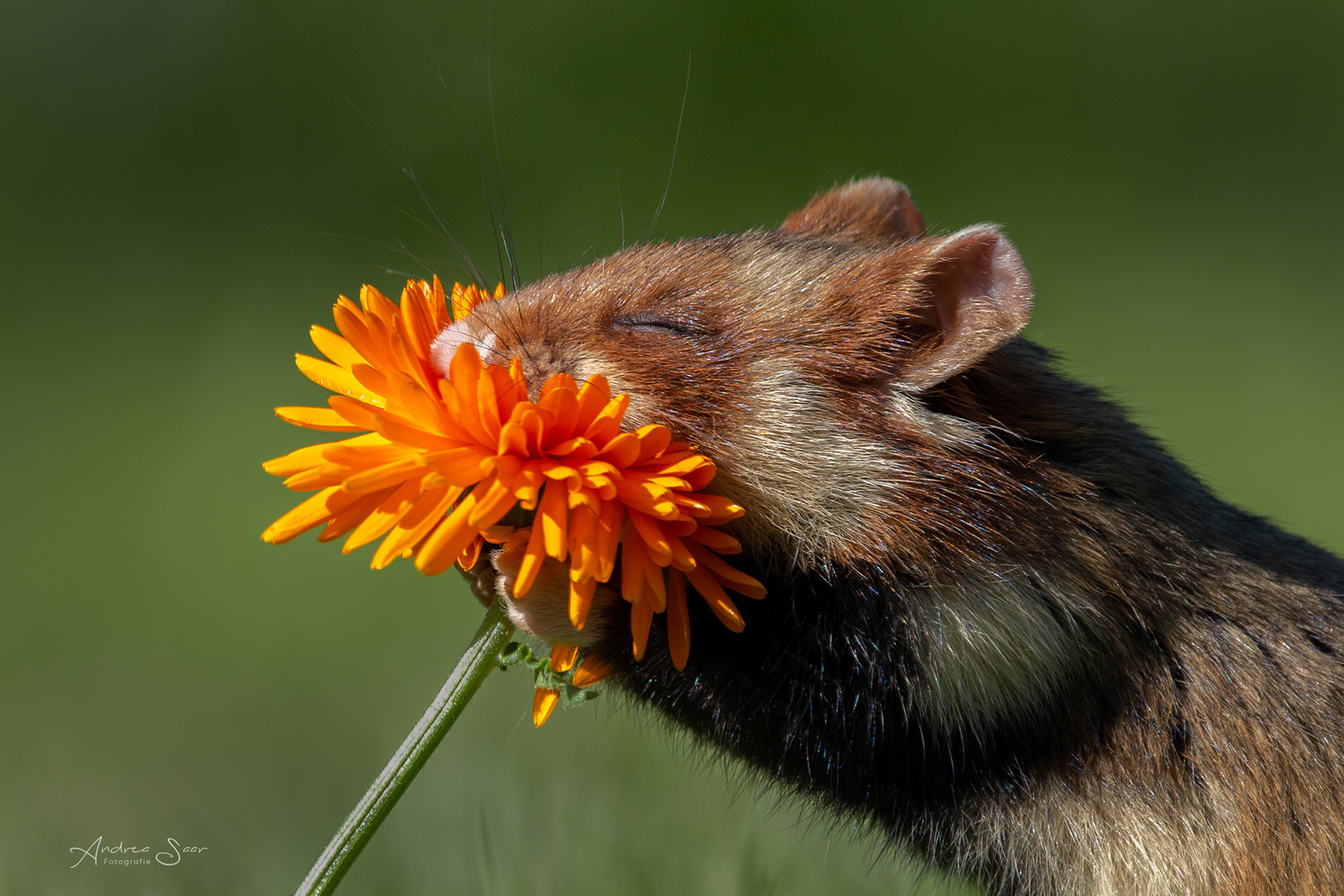 ... geliebte Ringelblume ... 