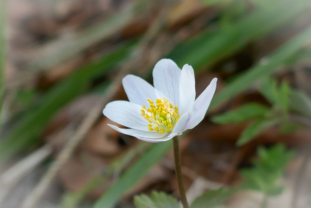 Geliebter Frühling