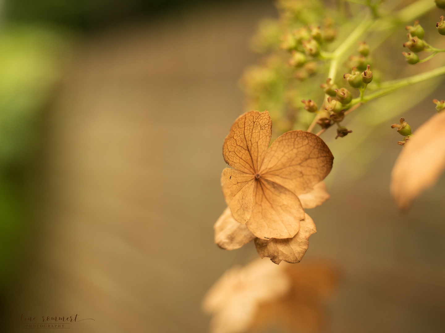 Geliebter Herbst