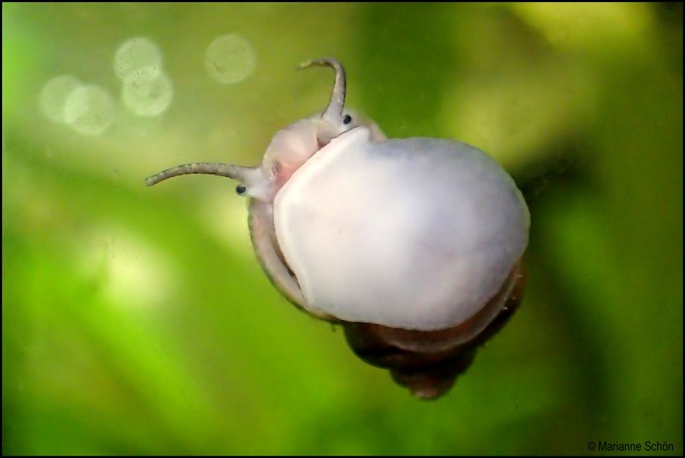 Gell do glotsch.... Foto & Bild natur, olympus, tiere Bilder auf