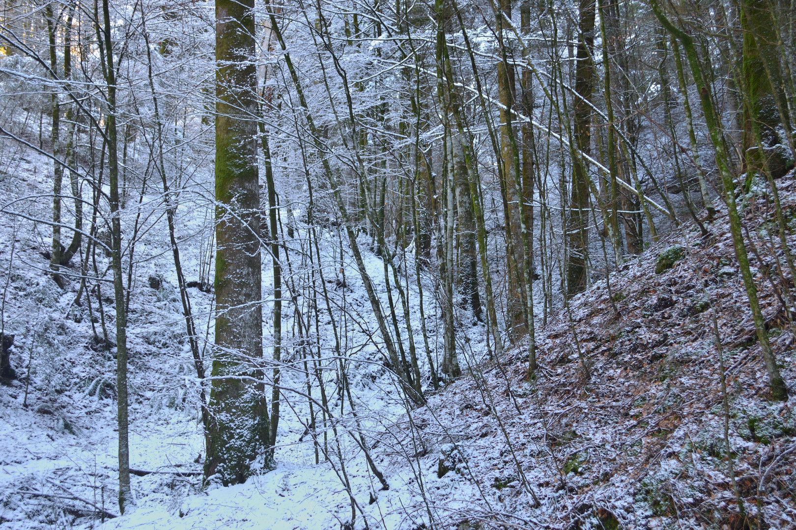 Gelo nella selva invernale (Monti delle Serre, Calabria)