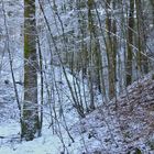 Gelo nella selva invernale (Monti delle Serre, Calabria)