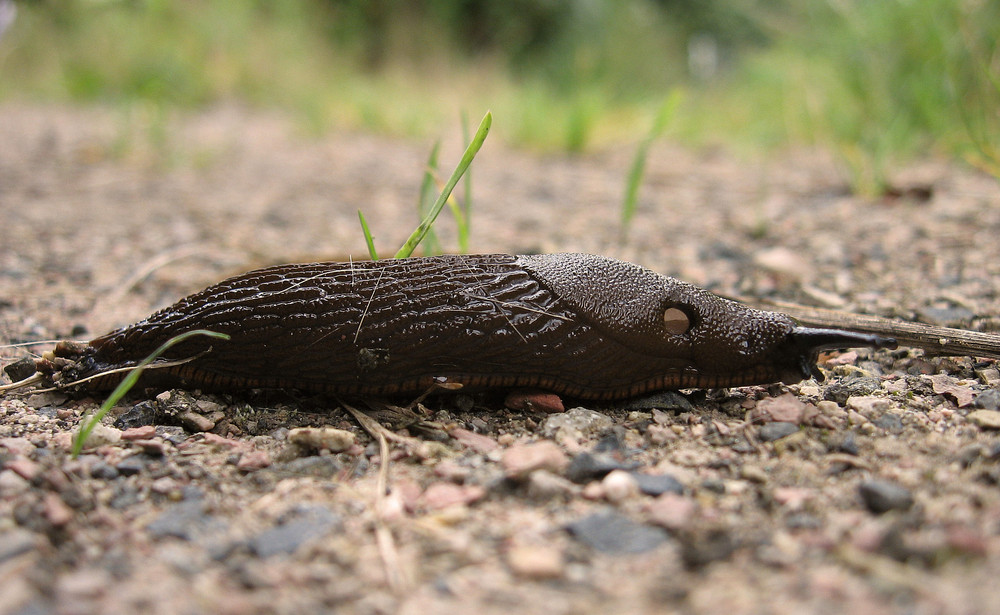 gelochte Schnecke