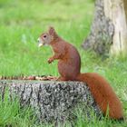 ... gelockt mit Nüssen - Eichhörnchen