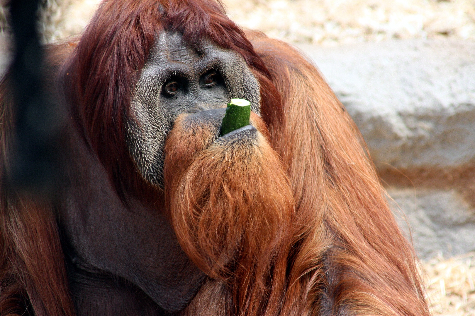 Gelsenkirchen Zoo 01