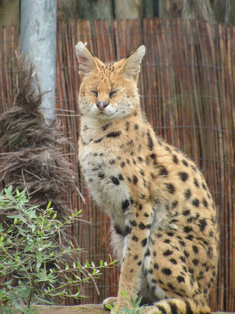 Gelsenkirchner Zoo