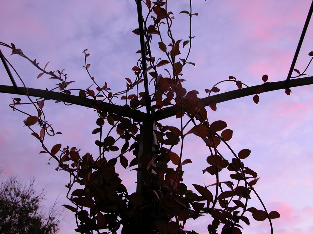 Gelsomino al tramonto