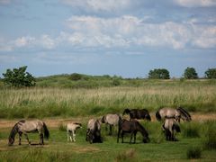 Geltinger Birk in Schleswig-Holstein