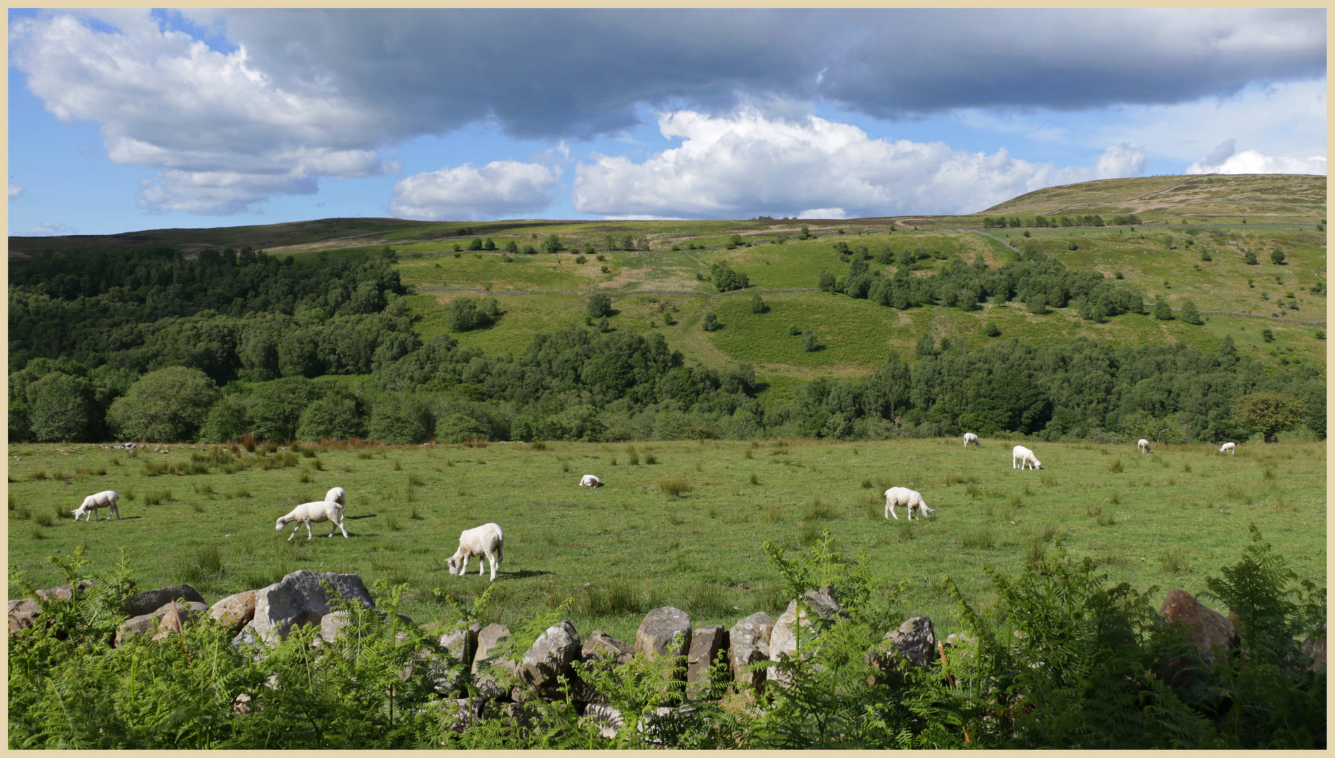 geltsdale from Jockey Shield 3