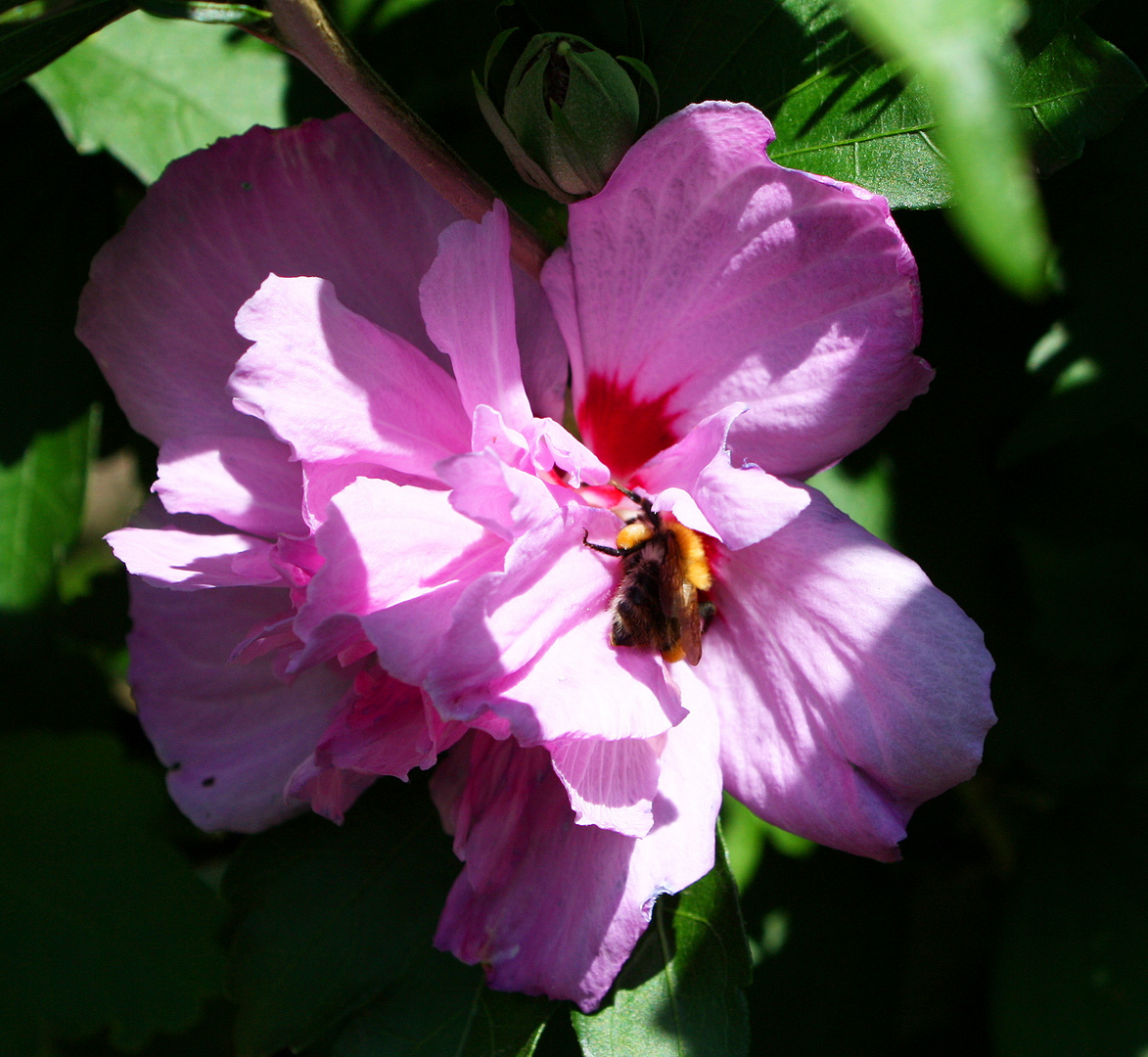 gelungene Landung auf der Hibiskusblüte