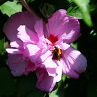 gelungene Landung auf der Hibiskusblüte