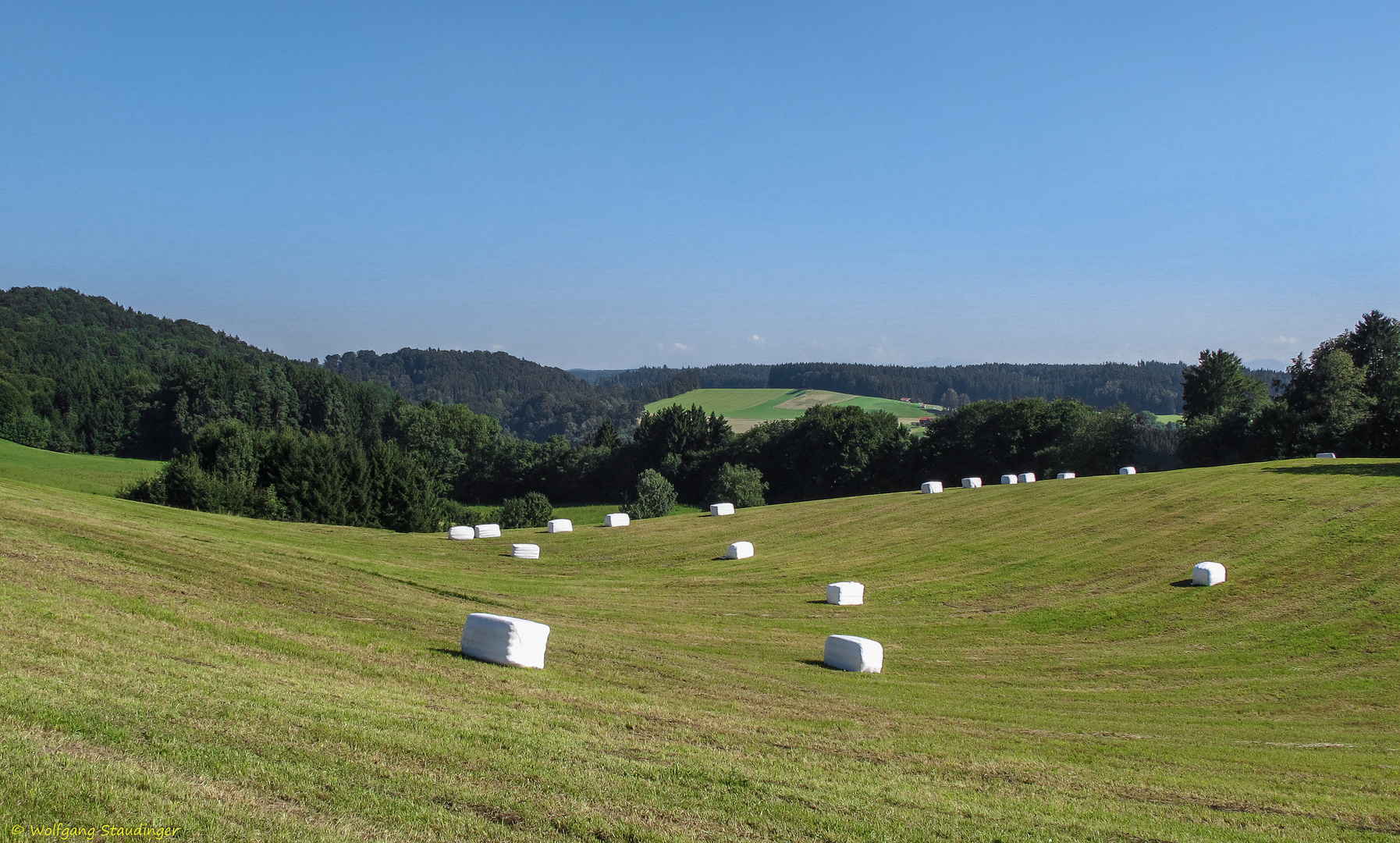 gemähte Wiese