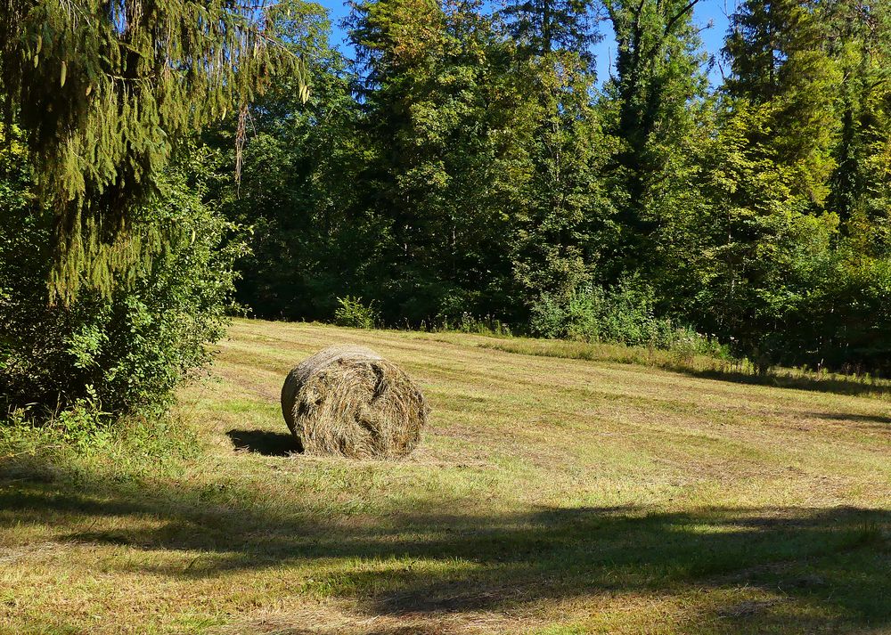 Gemähtes kleines Waldried