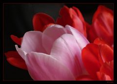 Gemälde I: Tulpen