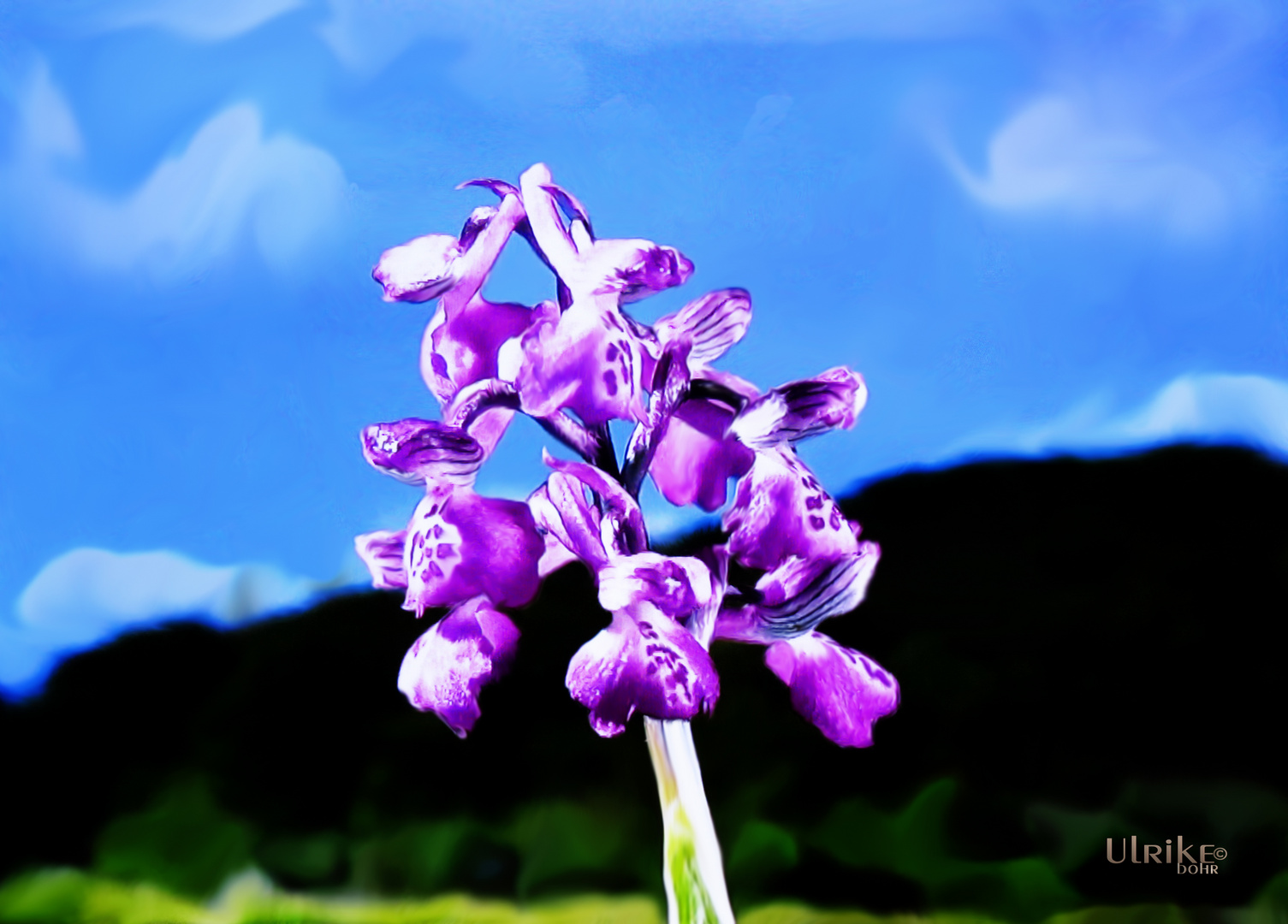 Gemalte Orchidee