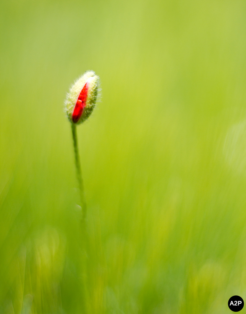 gemalter Mohn