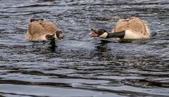 Gemecker im Gänsereich