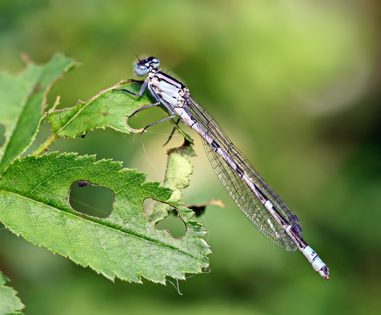 Gemeeine Becherjungfer (Enallagma cyathigerum) 