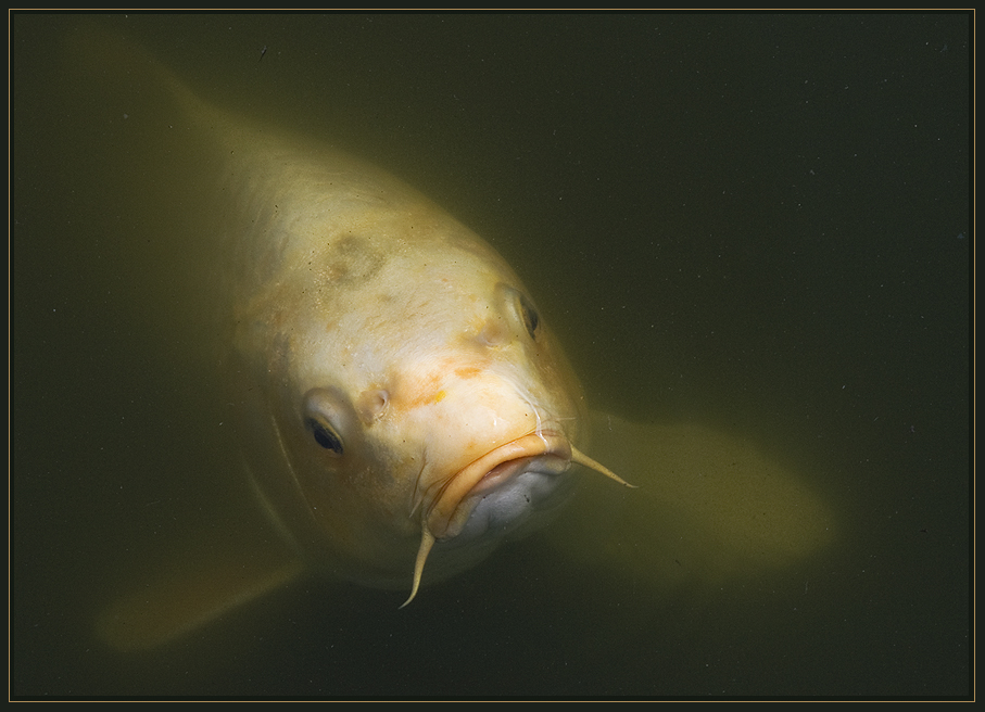 Gemein! Foto & Bild tiere, wildlife, fische Bilder auf