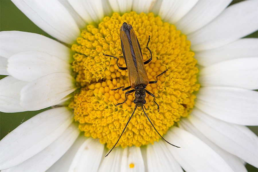Gemein Foto & Bild natur, insekten, tiere Bilder auf