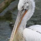 Gemeinderatsvorsitzender (Bereich Tierpark Berlin)