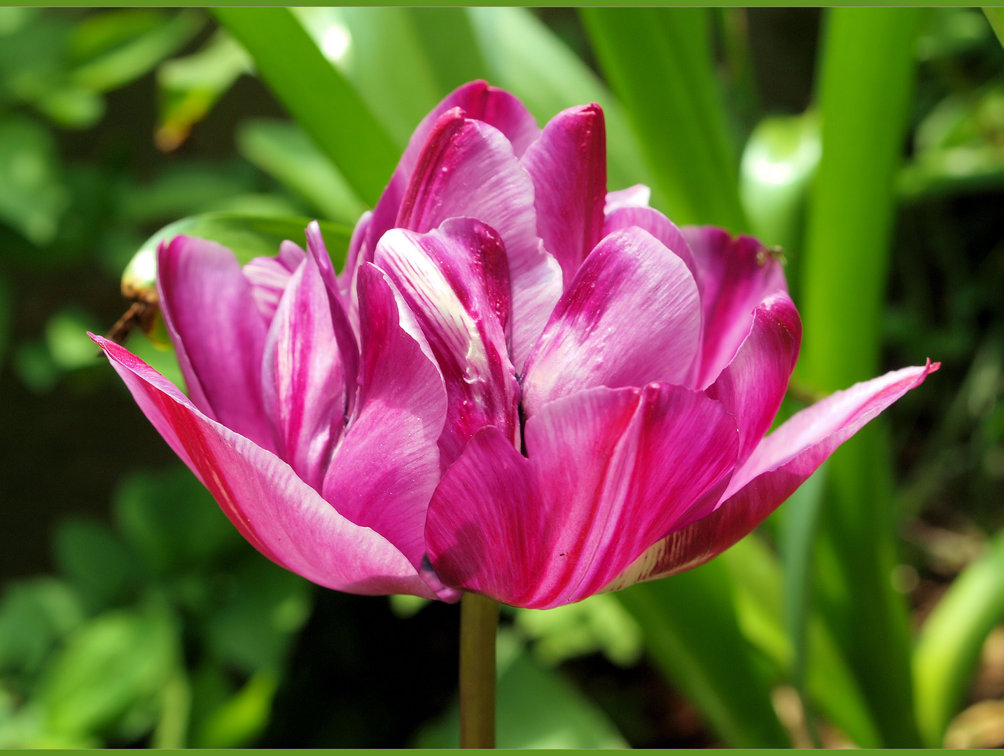 Gemein...die Eichhörnchen graben meine Tulpenzwiebeln aus....