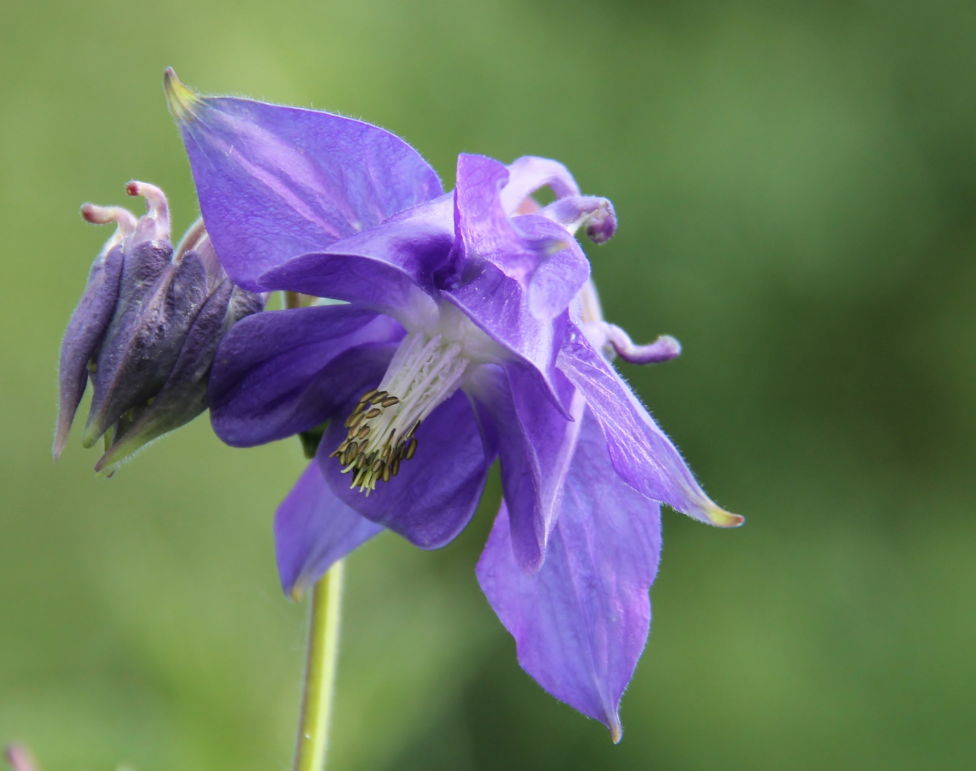 Gemeine Akelei (Aquilegia vulgaris)