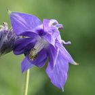 Gemeine Akelei (Aquilegia vulgaris)