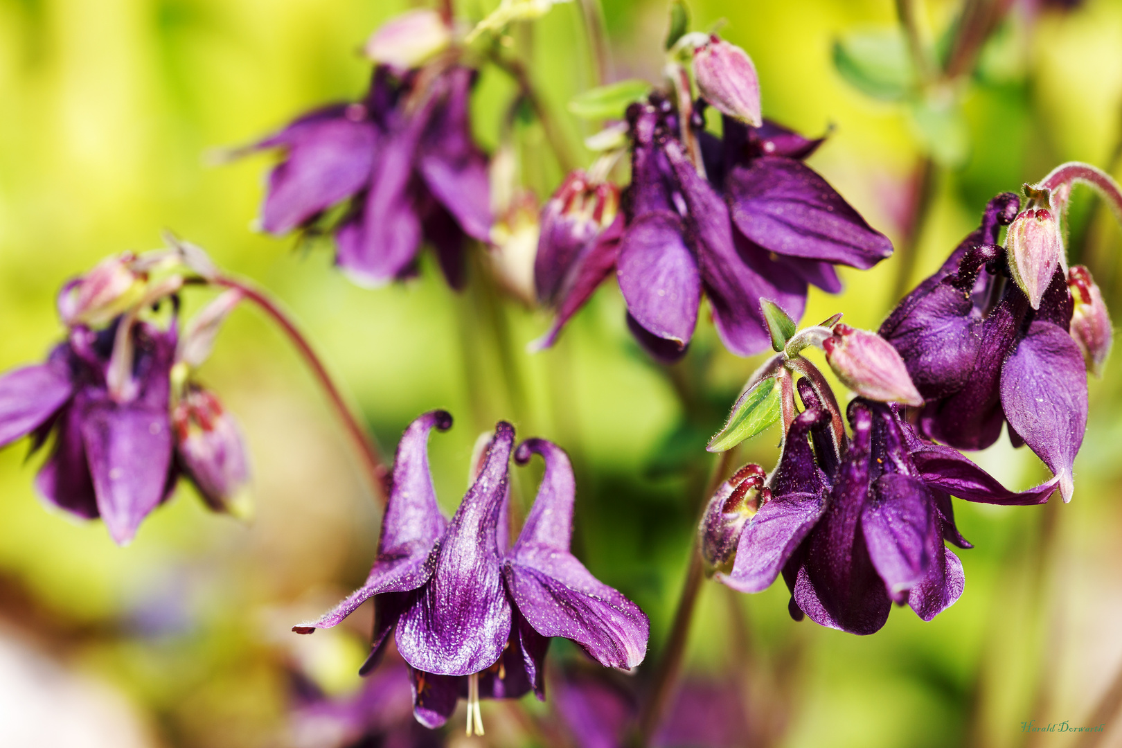 Gemeine Akelei  (Aquilegia vulgaris)