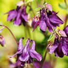 Gemeine Akelei  (Aquilegia vulgaris)