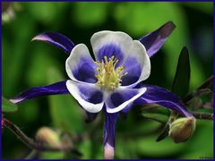 Gemeine Akelei (Aquilegia vulgaris)