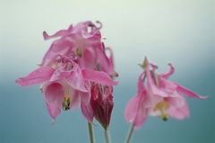 Gemeine Akelei (Aquilegia vulgaris)