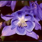 Gemeine Akelei (Aquilegia vulgaris) - angeblitzt !