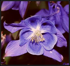 Gemeine Akelei (Aquilegia vulgaris) - angeblitzt !