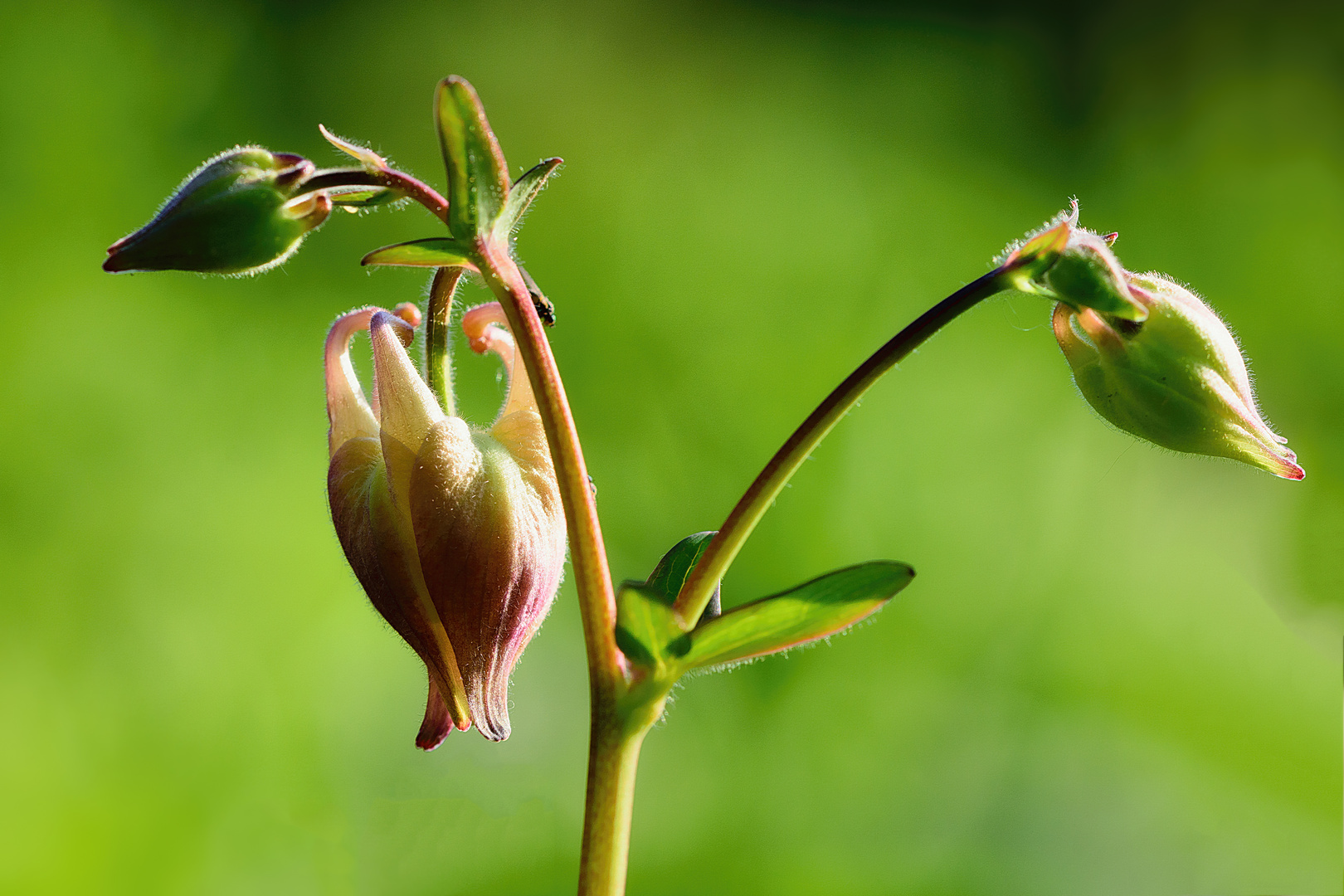 Gemeine Akelei (Aquilegia vulgaris), common columbine