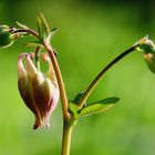 Gemeine Akelei (Aquilegia vulgaris), common columbine