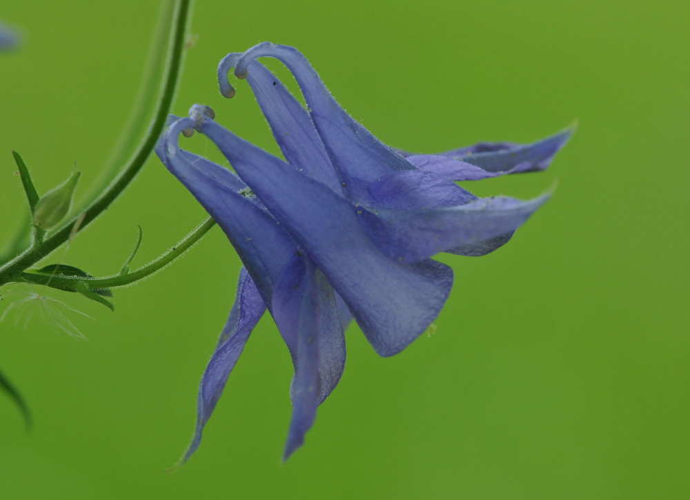 Gemeine Akelei (Aquilegia vulgaris) , Elfenhandschuh