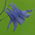 Gemeine Akelei (Aquilegia vulgaris) , Elfenhandschuh