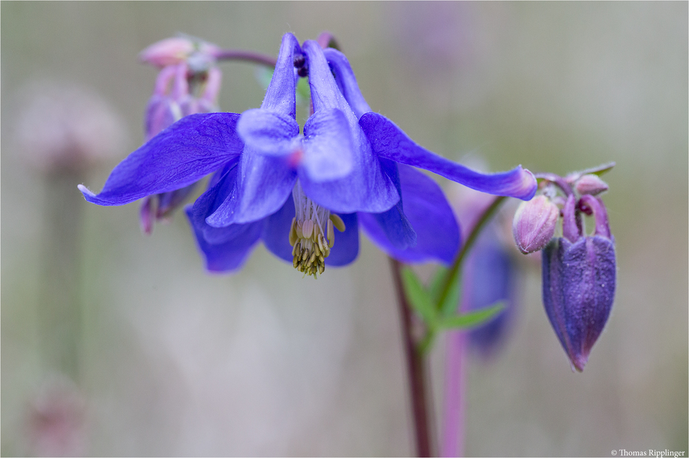 Gemeine Akelei oder Gewöhnliche Akelei (Aquilegia vulgaris)