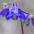 Gemeine Akelei oder Gewöhnliche Akelei (Aquilegia vulgaris)