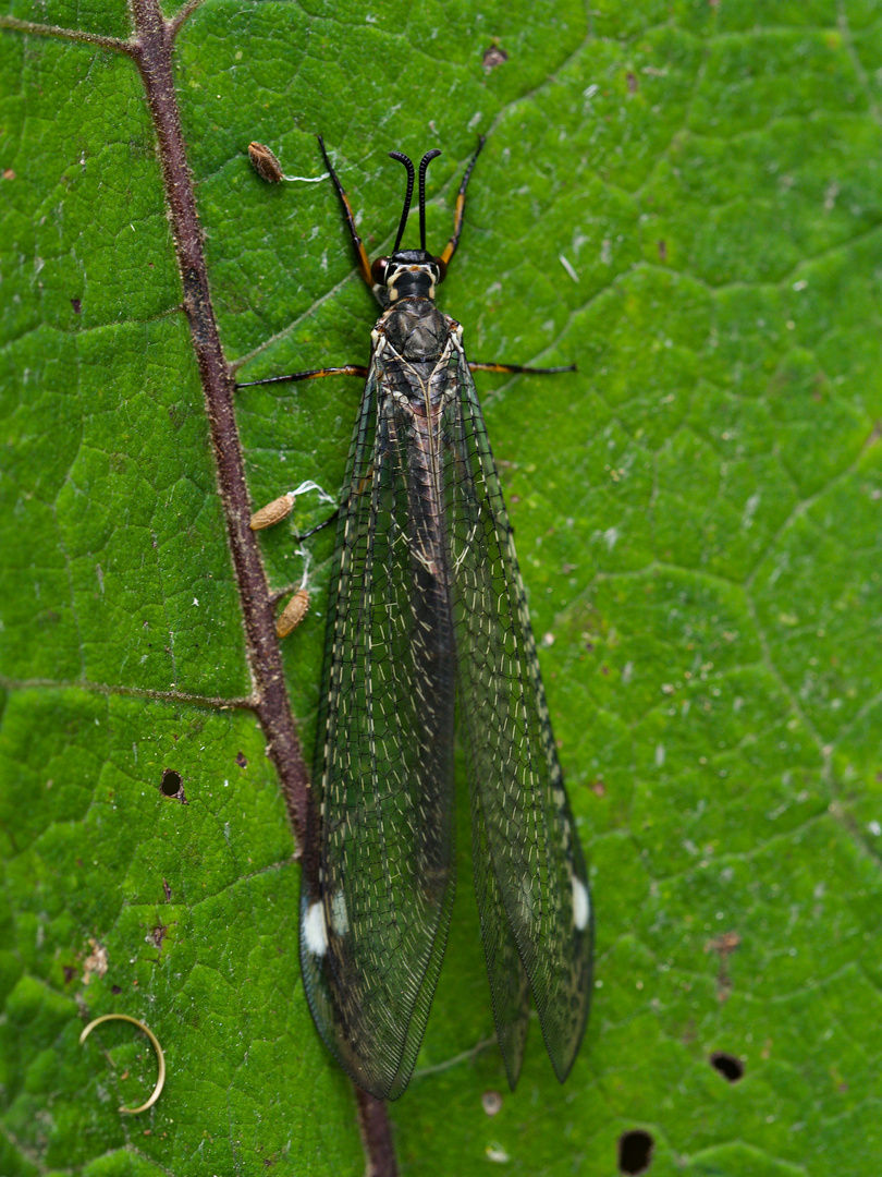 Gemeine Ameisenjungfer Foto & Bild natur, insekten, tiere Bilder auf