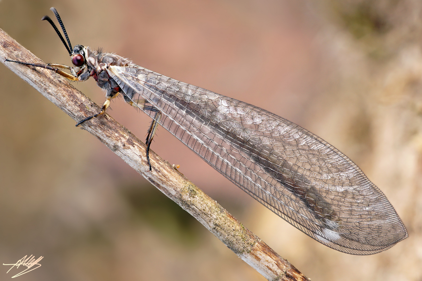 Gemeine Ameisenjungfer (Myrmeleon formicarius)