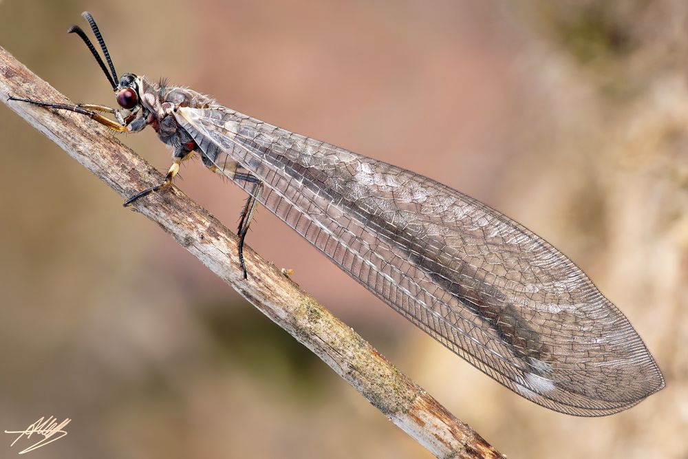 Gemeine Ameisenjungfer (Myrmeleon formicarius)