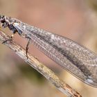 Gemeine Ameisenjungfer (Myrmeleon formicarius)