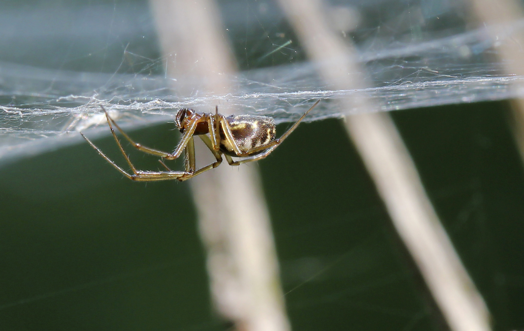 Gemeine Baldachinspinne (Linyphia triangularis)