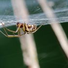 Gemeine Baldachinspinne (Linyphia triangularis)