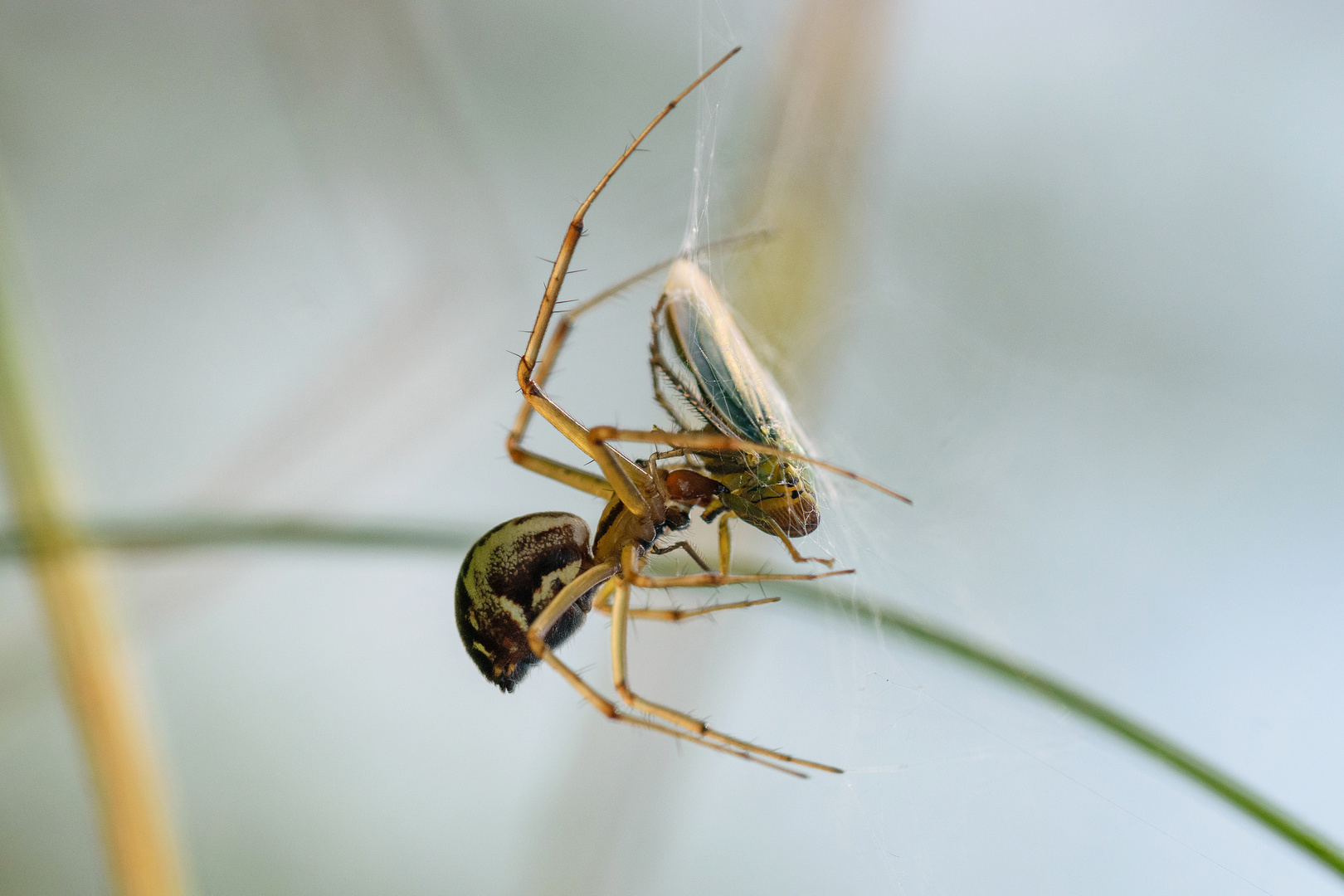 Gemeine Baldachinspinne (Linyphia triangularis), sheet weaver