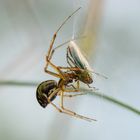 Gemeine Baldachinspinne (Linyphia triangularis), sheet weaver